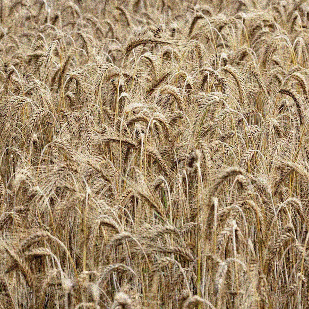 Fond de teint | 100R Porcelaine Rosée