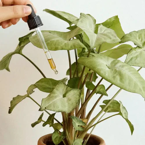 Huile de Neem | Insecticide naturel plantes