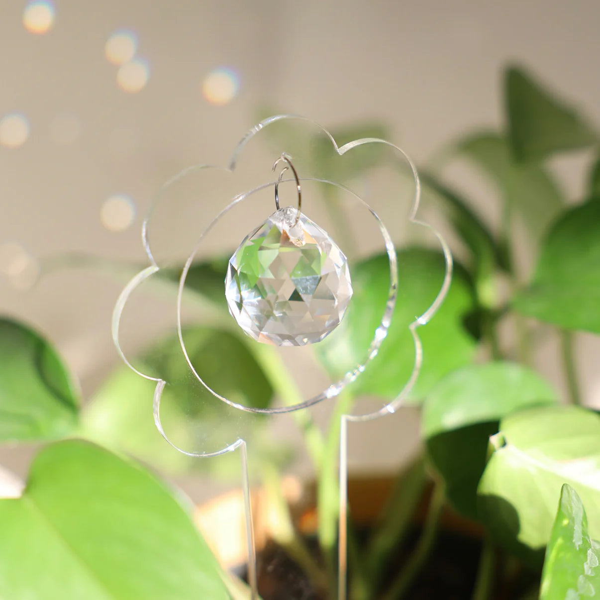 Suncatcher à planter | Billie