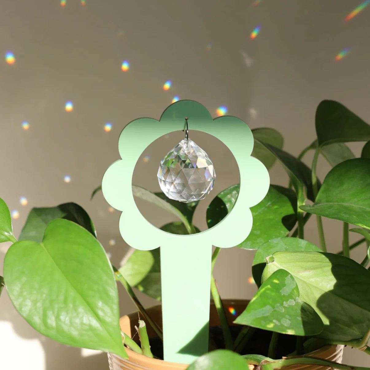 Suncatcher à planter | Billie