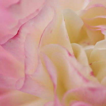 Bougie Votive | Rose du Séjour